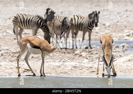 Springbok Junggesellenherde, die an einem Wasserloch mit Zebras, Etosha Nationalpark, Namibia, Afrika, trinkt Stockfoto