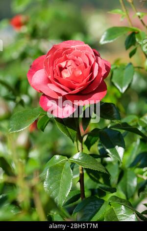 Rosa 'heiße Schokolade', Beetrose 'heiße Schokolade', Haufenblütenrose 'heiße Schokolade', Rosa 'Kiwi', Rosa 'Nubya', Rosa 'Wekpaltez', Rosa 'Wekpalt Stockfoto