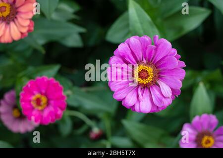 Gerbera Blume im Garten, wissenschaftlicher Name ist Gerbera jamesonii Stockfoto