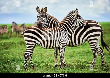 Zwei wunderschöne Zebras in Afrika Stockfoto