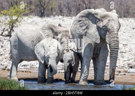 'Ghost' Elephants, wegen der weißen Erde des Etosha National Park, Namibia, Afrika, als Sonnencreme genutzt; Mutter mit Kind & Tante am Wasserloch Stockfoto