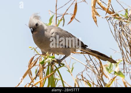 Grauer Wegvogel, Grauer Lourie oder Loerie, Corythaixoides concolor, Etosha Nationalpark, Namibia, Afrika Stockfoto