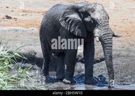 Bull Elephant, der Schlamm als Sonnencreme aufgetragen hat, Etosha Nationalpark, Namibia, Afrika Stockfoto