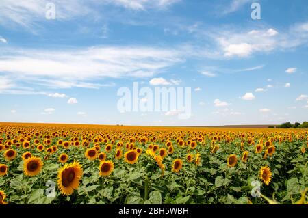 Schönheit der Sommer Natur in der Landschaft der Ukraine. Ökologischer Landbau. Sommer ländliche Landschaft der Landschaft in der Ukraine. Panoramablick auf das malerische La Stockfoto