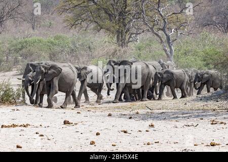 Elefantenbulle und Matriarchenschützer Herde am Okovango Fluss, Buffalo Game Park aka Bwabwata Nationalpark, Caprivi Strip, Namibia, Afrika Stockfoto