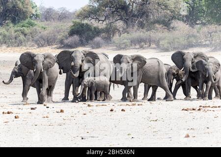 Elefantenbulle und Matriarchenschützer Herde am Okovango Fluss, Buffalo Game Park aka Bwabwata Nationalpark, Caprivi Strip, Namibia, Afrika Stockfoto