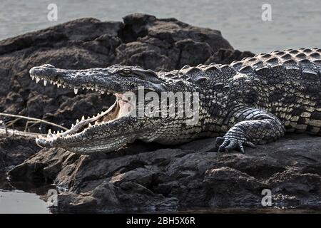 Ackende Nil-Krokodilweibchen, Crocodylus niloticus, Kühlung mit offenem Mund, Okovango-Fluss, Caprivi-Streifen, Namibia, Afrika Stockfoto