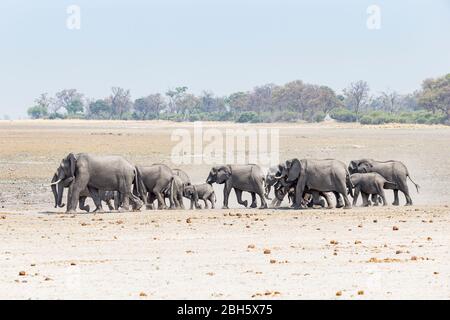 Elefantenherde zum Okovango Fluss, Buffalo Game Park aka Bwabwata Nationalpark, Caprivi Strip, Namibia, Afrika Stockfoto