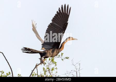 African Darter aka Anhinga, Snakebird, Anhinga melanogaster, Nkasa Rupara(Mamili) National Park, Caprivi Strip, Namibia, Afrika Stockfoto