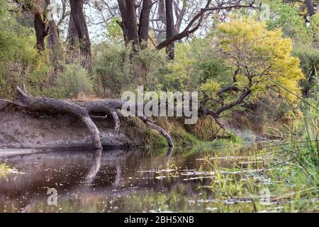 Gefallener Baum, Landschaft im Sumpfgebiet, Nkasa Rupara (Mamili) Nationalpark, Caprivi Strip, Namibia, Afrika Stockfoto