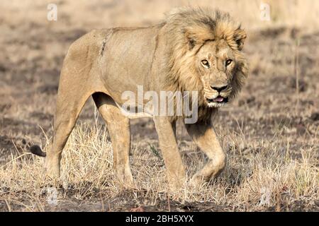 Erwachsener Löwe, mit Narbe auf der Rückseite vom letzten Kampf & so verlor Gewicht, da nicht in der Lage, so Nkasa Rupara (Mamili) Nationalpark, Caprivi Strip, Namib zu jagen Stockfoto