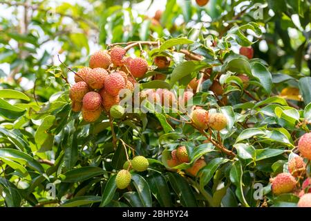 Bild von fast reifen Litschi Früchte hängen vom Baum Stockfoto