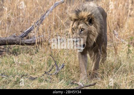Erwachsene männliche Löwe, mit Narbe auf der Rückseite von kürzlich Kampf & so Gewicht verloren, wie nicht in der Lage, so leicht zu jagen, Nkasa Rupara (Mamili) Nationalpark, Caprivi Stri Stockfoto