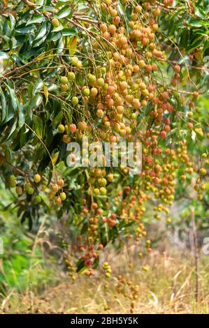 Bild von fast reifen Litschi Früchte hängen vom Baum Stockfoto