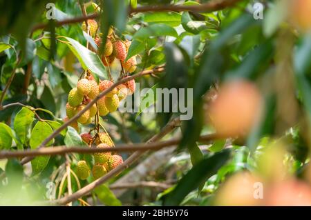 Bild von fast reifen Litschi Früchte hängen vom Baum Stockfoto