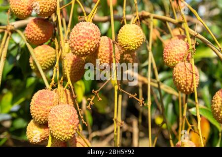 Bild von fast reifen Litschi Früchte hängen vom Baum Stockfoto