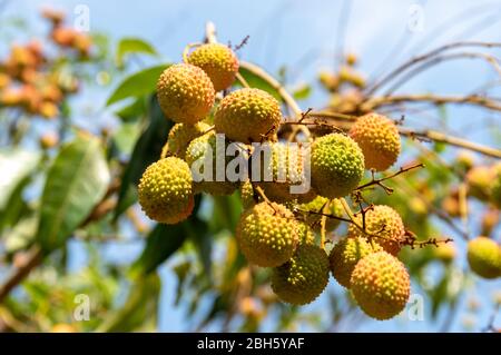 Bild von fast reifen Litschi Früchte hängen vom Baum Stockfoto