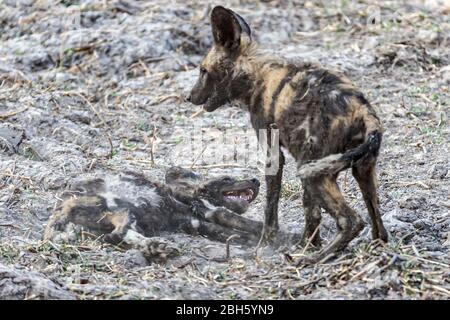 Welpen spielen, Schlamm bedeckt Afrika Wild aka Painted Dogs, durch Wasserloch, Nanzhila Plains, Kafue National Park, Sambia, Afrika Stockfoto