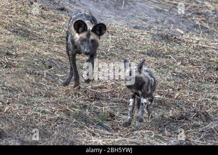 Welpen spielen Jagd, Honen Jagd Fähigkeiten, Schlamm bedeckt Afrika Wild aka Painted Dogs, durch Wasserloch, Nanzhila Plains, Kafue National Park, Sambia, Afric Stockfoto