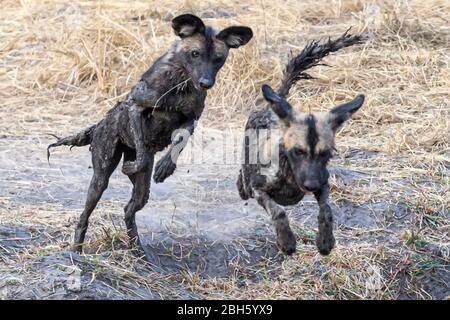 Schlamm bedeckt Afrika Wild alias malte Hunde, von Wasserloch, Nanzhila Plains, Kafue National Park, Sambia, Afrika Stockfoto