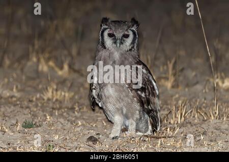 Riesenadler-Eule, Bubo lacteus, aka Verreaux's Adlereule, Milchadler-Eule, auf dem Boden bei Nacht, Nanzhila Plains, Kafue National Park, Sambia, Afrika Stockfoto