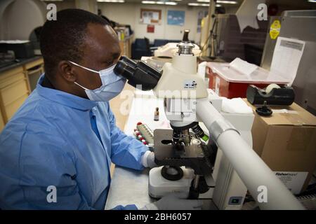 NEW YORK (21. April 2020) Hospital Corpsman 1st Class Kossi Fandoumi verwendet ein Mikroskop, um Blutkörperchen in einer Probe an Bord des Krankenhausschiffes USNS Comfort (T-AH 20) zu zählen. Komfort sorgt für kritische und unkritische Patienten ohne Rücksicht auf ihren COVID-19 Status. Comfort arbeitet mit Javits New York Medical Station als integriertes System zur Entlastung des medizinischen Systems von New York City zusammen, um die US Northern Command's Defence Support of Civil Authorities als Reaktion auf die COVID-19 Pandemie zu unterstützen. Quelle: Storms Media Group/Alamy Live News Stockfoto