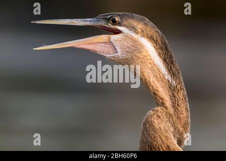 African Darter aka Anhingas, Snakebird, Anhinga melanogaster, keuchend, zum Abkühlen, Dämmerung, Kafue River, Kafue National Park, Sambia, Afrika Stockfoto