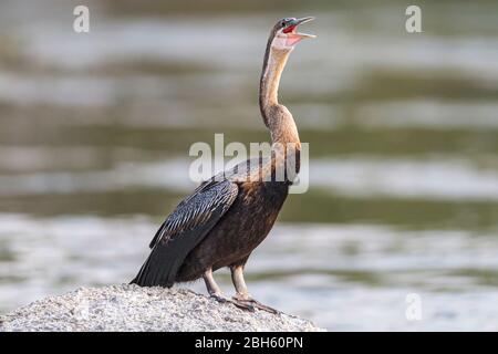 African Darter aka Anhingas, Snakebird, Anhinga melanogaster, keuchend, zum Abkühlen, Dämmerung, Kafue River, Kafue National Park, Sambia, Afrika Stockfoto