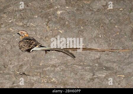 Pennant-geflügelten Nachtschwalbe, Caprimulgus vexillarius, Dämmerung, Nanzhila Plains, Kafue National Park, Sambia, Afrika Stockfoto