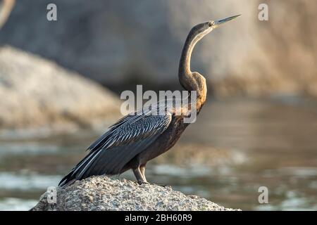 African Darter aka Anhingas, Snakebird, Anhinga melanogaster, Ruhepause auf Felsbrocken in der Dämmerung, Kafue River, Kafue National Park, Sambia, Afrika Stockfoto