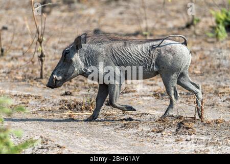 Warzenschwein, Kafue River, Kafue National Park, Sambia, Afrika Stockfoto