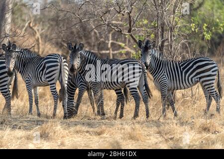 Plain's Zebra, Kafue River, Kafue National Park, Sambia, Afrika Stockfoto