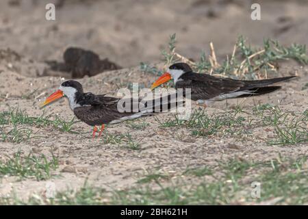 Afrikanischer Skimmer, Rynchops flavirostris, Kafue River, Kafue National Park, Sambia, Afrika Stockfoto