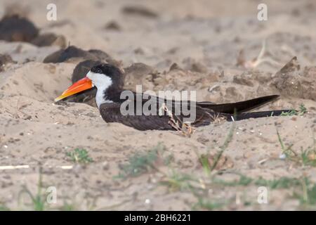 Afrikanischer Skimmer, Rynchops flavirostris, Nisting, Kafue River, Kafue National Park, Sambia, Afrika Stockfoto
