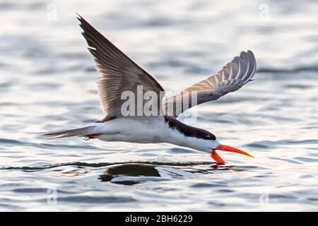 Afrikanischer Skimmer, Rynchops flavirostris, Skimming zum Futter, Kafue River, Kafue National Park, Sambia, Afrika Stockfoto