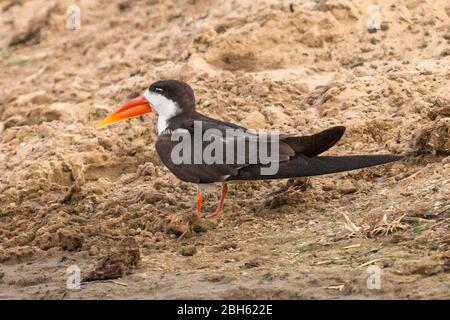 Afrikanischer Skimmer, Rynchops flavirostris, Kafue River, Kafue National Park, Sambia, Afrika Stockfoto