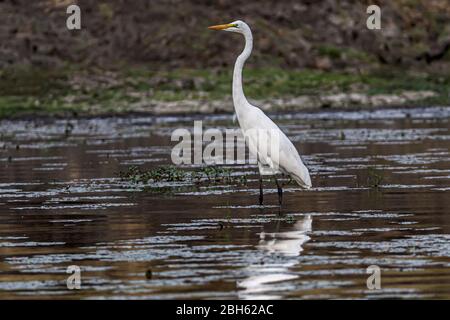 Weißer Reiher, Ardea alba aka Weißer Reiher, Weißer Reiher, Kafue River, Kafue National Park, Sambia, Afrika Stockfoto