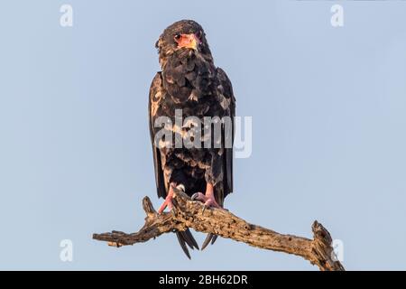 Bateleur alias Kurzschwanzadler, Terathopius ecaudatus, Kafue River, Kafue National Park, Sambia, Afrika Stockfoto