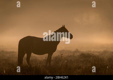 New Forest, Hampshire. April 2020. Wetter in Großbritannien. Ponys auf einem nebligen Morgenaufgang im New Forest. Credit Stuart Martin/Alamy Live News Stockfoto