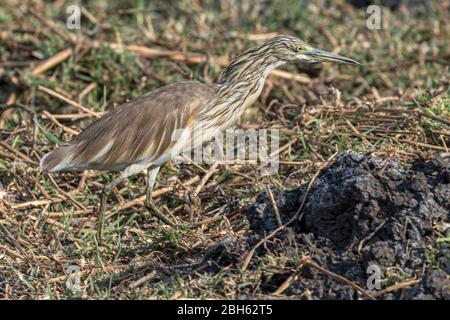 Squacco Reiher, Ardeola ralloides, nicht-Zucht, Jagd, Kafue River, Kafue National Park, Sambia, Afrika Stockfoto