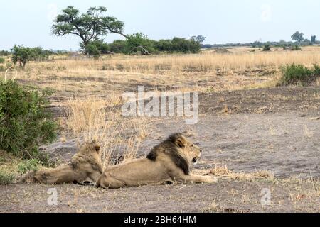 Erwachsene männliche Löwen auf der Suche nach Warzenschweinen, Nkasa Rupara (Mamili) Nationalpark, Caprivi Strip, Namibia, Afrika Stockfoto