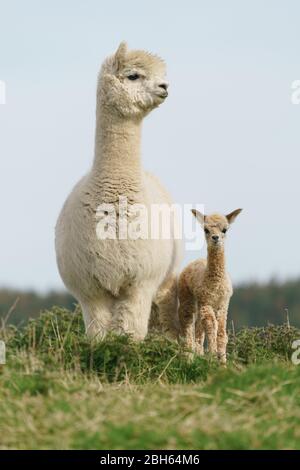 County Wicklow, Irland. April 2020. Ein zwei Tage alter Alpaca (bekannt als Cria), bleibt in der Nähe seiner Mutter auf Joe Phelans K2 Alpaca Farm in der Grafschaft Wicklow, Irland. Moleküle im Blut von Alpaca könnten während Covid-19 als nützliche Therapeutika dienen, so Forscher des Vlaams-Instituts für Biotechnologie in Gent. Antikörper, die im Blut der Kameliden gefunden wurden (Kamele, Lamas und Alpakas), wurden zuerst in der HIV-Forschung verwendet und haben sich gegen Viren wie MERS und SARS als wirksam erwiesen. Kredit: fran veale/Alamy Live News Stockfoto