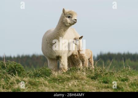 County Wicklow, Irland. April 2020. Ein zwei Tage alter Alpaca (bekannt als Cria), bleibt in der Nähe seiner Mutter auf Joe Phelans K2 Alpaca Farm in der Grafschaft Wicklow, Irland. Moleküle im Blut von Alpaca könnten während Covid-19 als nützliche Therapeutika dienen, so Forscher des Vlaams-Instituts für Biotechnologie in Gent. Antikörper, die im Blut der Kameliden gefunden wurden (Kamele, Lamas und Alpakas), wurden zuerst in der HIV-Forschung verwendet und haben sich gegen Viren wie MERS und SARS als wirksam erwiesen. Kredit: fran veale/Alamy Live News Stockfoto