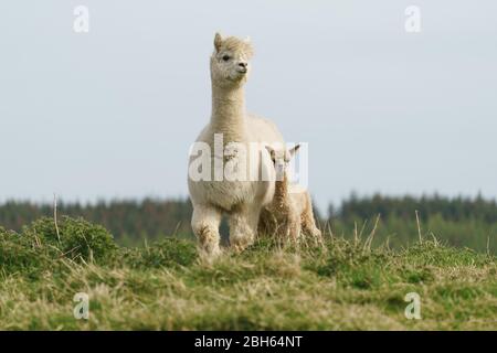 County Wicklow, Irland. April 2020. Ein zwei Tage alter Alpaca (bekannt als Cria), bleibt in der Nähe seiner Mutter auf Joe Phelans K2 Alpaca Farm in der Grafschaft Wicklow, Irland. Moleküle im Blut von Alpaca könnten während Covid-19 als nützliche Therapeutika dienen, so Forscher des Vlaams-Instituts für Biotechnologie in Gent. Antikörper, die im Blut der Kameliden gefunden wurden (Kamele, Lamas und Alpakas), wurden zuerst in der HIV-Forschung verwendet und haben sich gegen Viren wie MERS und SARS als wirksam erwiesen. Kredit: fran veale/Alamy Live News Stockfoto