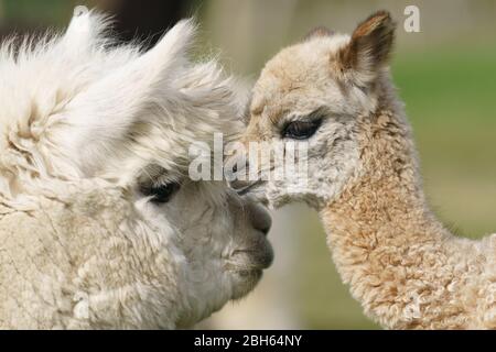 County Wicklow, Irland. April 2020. Ein zwei Tage alter Alpaca (bekannt als Cria), bleibt in der Nähe seiner Mutter auf Joe Phelans K2 Alpaca Farm in der Grafschaft Wicklow, Irland. Moleküle im Blut von Alpaca könnten während Covid-19 als nützliche Therapeutika dienen, so Forscher des Vlaams-Instituts für Biotechnologie in Gent. Antikörper, die im Blut der Kameliden gefunden wurden (Kamele, Lamas und Alpakas), wurden zuerst in der HIV-Forschung verwendet und haben sich gegen Viren wie MERS und SARS als wirksam erwiesen. Kredit: fran veale/Alamy Live News Stockfoto