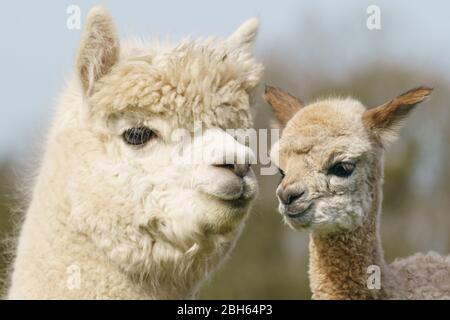 County Wicklow, Irland. April 2020. Ein zwei Tage alter Alpaca (bekannt als Cria), bleibt in der Nähe seiner Mutter auf Joe Phelans K2 Alpaca Farm in der Grafschaft Wicklow, Irland. Moleküle im Blut von Alpaca könnten während Covid-19 als nützliche Therapeutika dienen, so Forscher des Vlaams-Instituts für Biotechnologie in Gent. Antikörper, die im Blut der Kameliden gefunden wurden (Kamele, Lamas und Alpakas), wurden zuerst in der HIV-Forschung verwendet und haben sich gegen Viren wie MERS und SARS als wirksam erwiesen. Kredit: fran veale/Alamy Live News Stockfoto