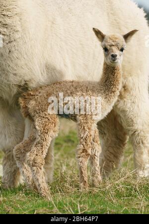 County Wicklow, Irland. April 2020. Ein zwei Tage alter Alpaca (bekannt als Cria), bleibt in der Nähe seiner Mutter auf Joe Phelans K2 Alpaca Farm in der Grafschaft Wicklow, Irland. Moleküle im Blut von Alpaca könnten während Covid-19 als nützliche Therapeutika dienen, so Forscher des Vlaams-Instituts für Biotechnologie in Gent. Antikörper, die im Blut der Kameliden gefunden wurden (Kamele, Lamas und Alpakas), wurden zuerst in der HIV-Forschung verwendet und haben sich gegen Viren wie MERS und SARS als wirksam erwiesen. Kredit: fran veale/Alamy Live News Stockfoto