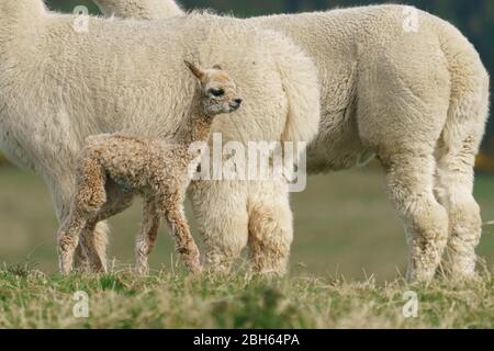 County Wicklow, Irland. April 2020. Ein zwei Tage alter Alpaca (bekannt als Cria), bleibt in der Nähe seiner Mutter auf Joe Phelans K2 Alpaca Farm in der Grafschaft Wicklow, Irland. Moleküle im Blut von Alpaca könnten während Covid-19 als nützliche Therapeutika dienen, so Forscher des Vlaams-Instituts für Biotechnologie in Gent. Antikörper, die im Blut der Kameliden gefunden wurden (Kamele, Lamas und Alpakas), wurden zuerst in der HIV-Forschung verwendet und haben sich gegen Viren wie MERS und SARS als wirksam erwiesen. Kredit: fran veale/Alamy Live News Stockfoto