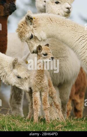 County Wicklow, Irland. April 2020. Ein zwei Tage alter Alpaca (bekannt als Cria), bleibt in der Nähe seiner Mutter auf Joe Phelans K2 Alpaca Farm in der Grafschaft Wicklow, Irland. Moleküle im Blut von Alpaca könnten während Covid-19 als nützliche Therapeutika dienen, so Forscher des Vlaams-Instituts für Biotechnologie in Gent. Antikörper, die im Blut der Kameliden gefunden wurden (Kamele, Lamas und Alpakas), wurden zuerst in der HIV-Forschung verwendet und haben sich gegen Viren wie MERS und SARS als wirksam erwiesen. Kredit: fran veale/Alamy Live News Stockfoto