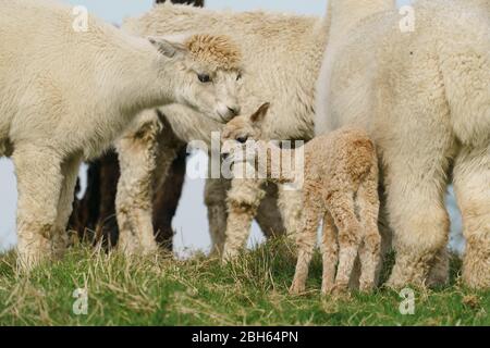 County Wicklow, Irland. April 2020. Ein zwei Tage alter Alpaca (bekannt als Cria), bleibt in der Nähe seiner Mutter auf Joe Phelans K2 Alpaca Farm in der Grafschaft Wicklow, Irland. Moleküle im Blut von Alpaca könnten während Covid-19 als nützliche Therapeutika dienen, so Forscher des Vlaams-Instituts für Biotechnologie in Gent. Antikörper, die im Blut der Kameliden gefunden wurden (Kamele, Lamas und Alpakas), wurden zuerst in der HIV-Forschung verwendet und haben sich gegen Viren wie MERS und SARS als wirksam erwiesen. Kredit: fran veale/Alamy Live News Stockfoto